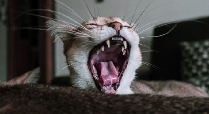 Cat opens mouth to show teeth