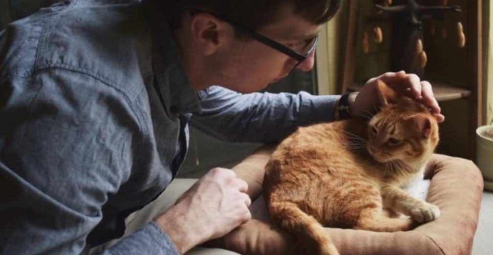 Man petting his cat on sofa