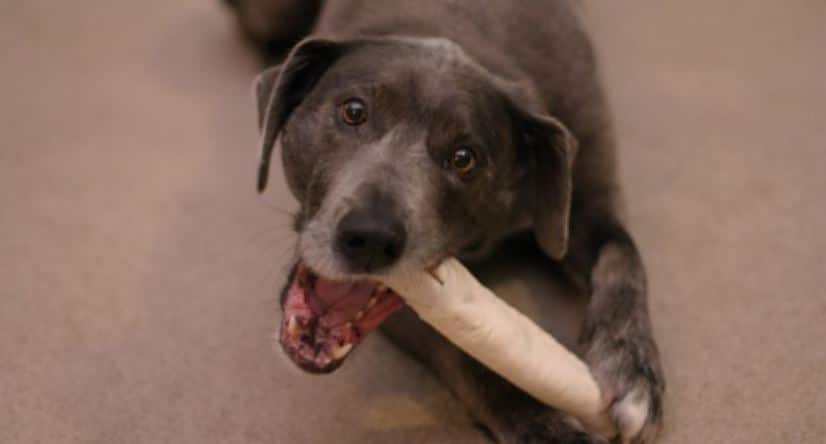 Labrador chewing bone