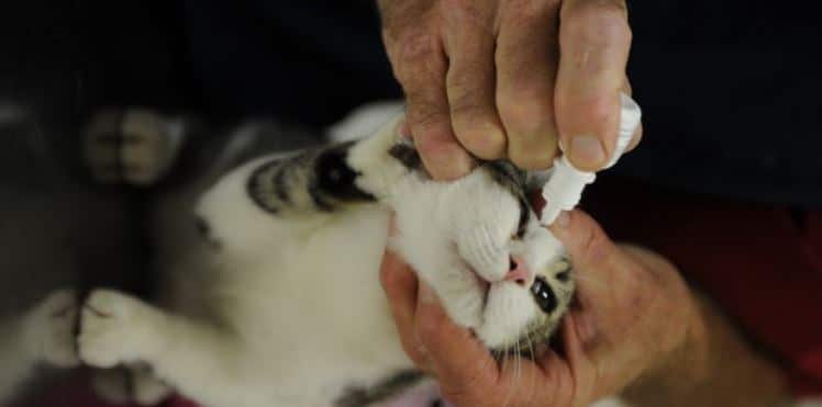 Cat receiving eye drop treatment