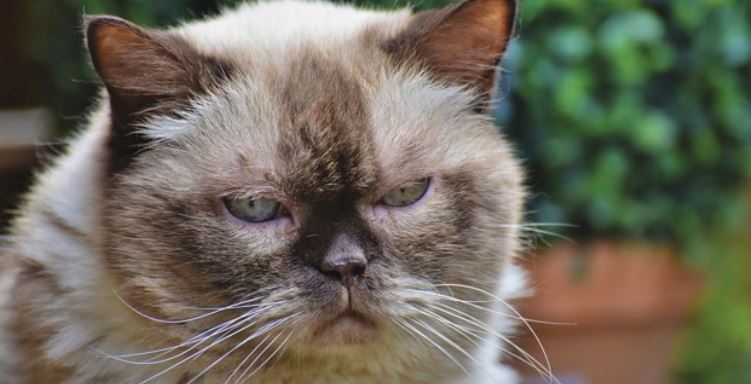 Grumpy looking cat