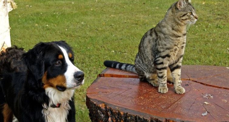 Cat sits down on the table by dog