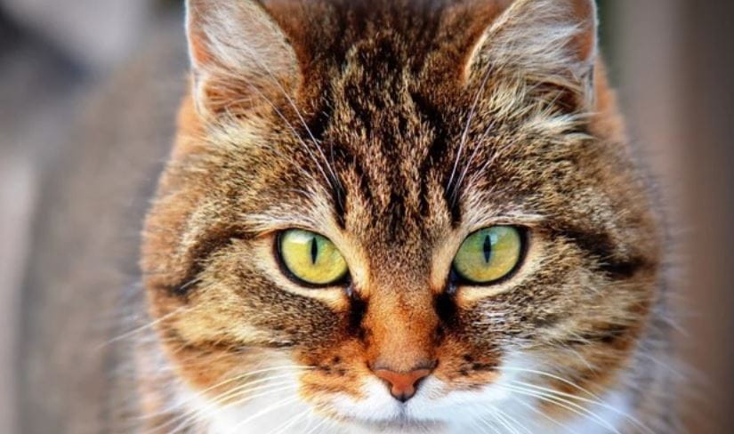 Closeup shot of yellow eyed cat