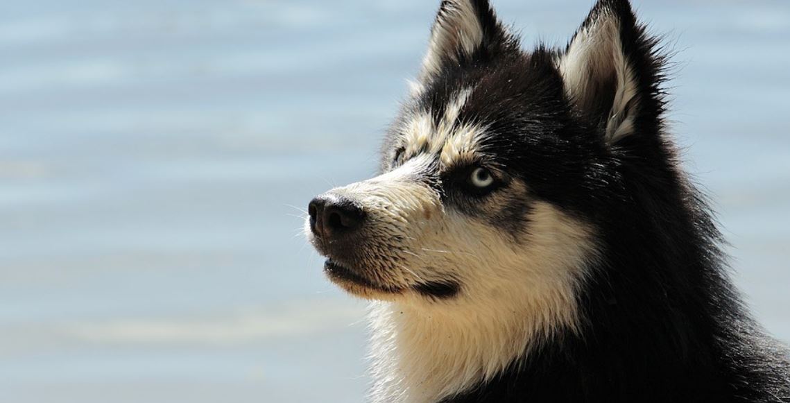 Husky dog at lake