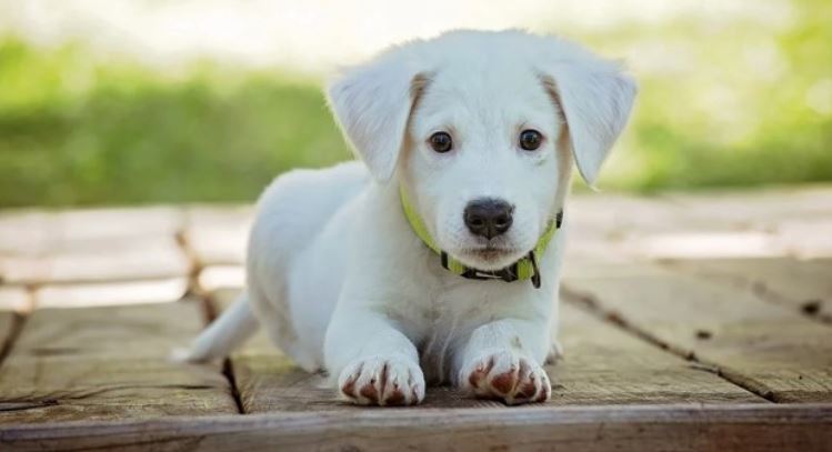White puppy sits on wood material