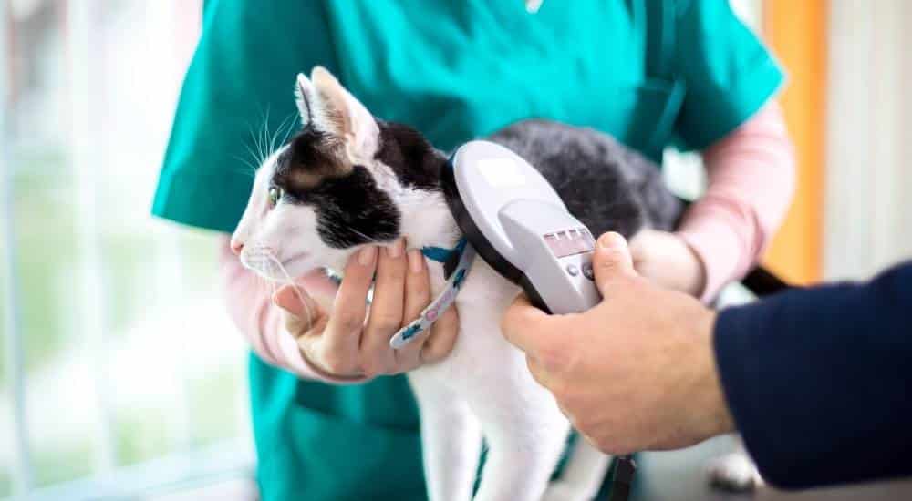 Black and white cat microchip getting scanned at vet