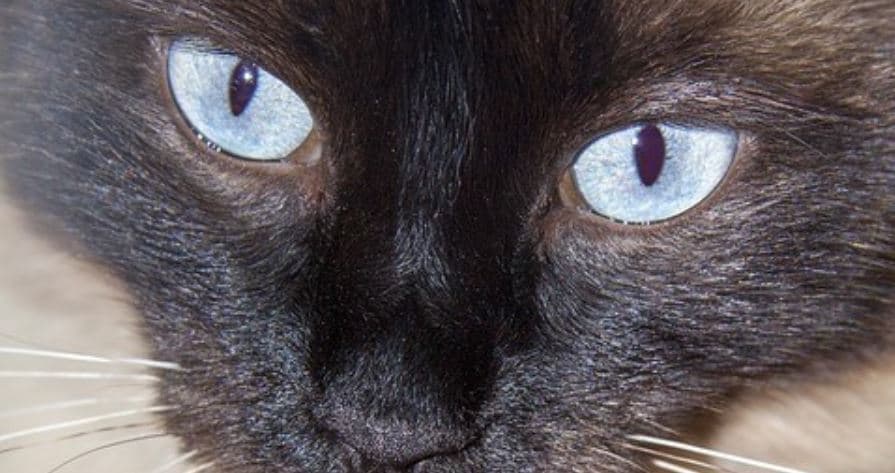 Blue Eyed Cat close up