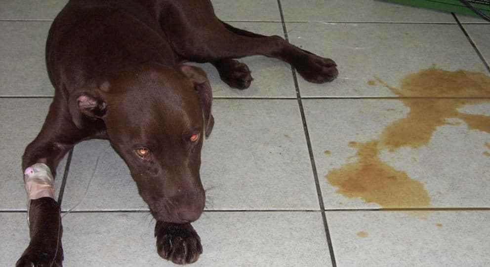 Sick dog has diarrhea on floor
