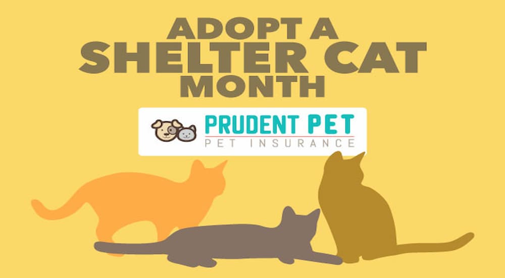 Adopt a shelter cat month