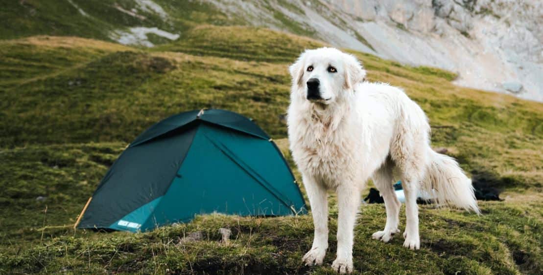 Having a camp with white dog