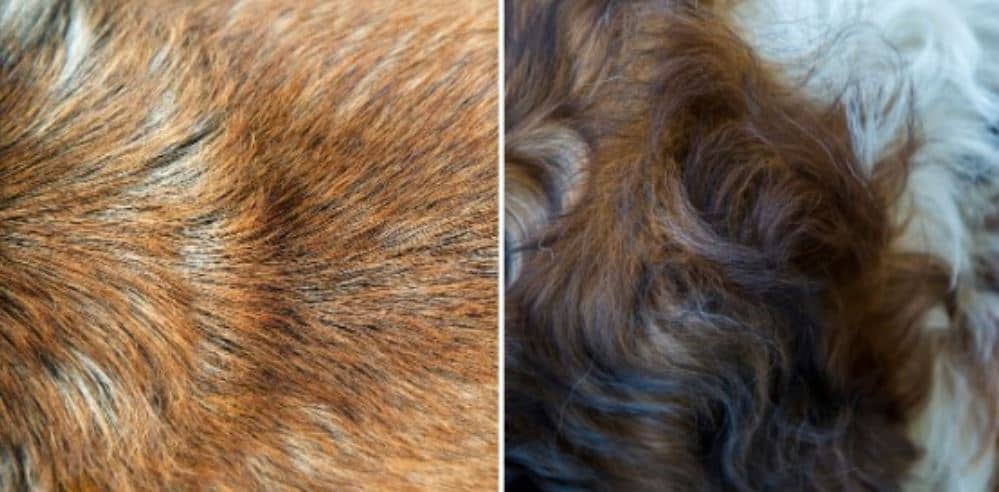 Difference between Dog hair and dog fur