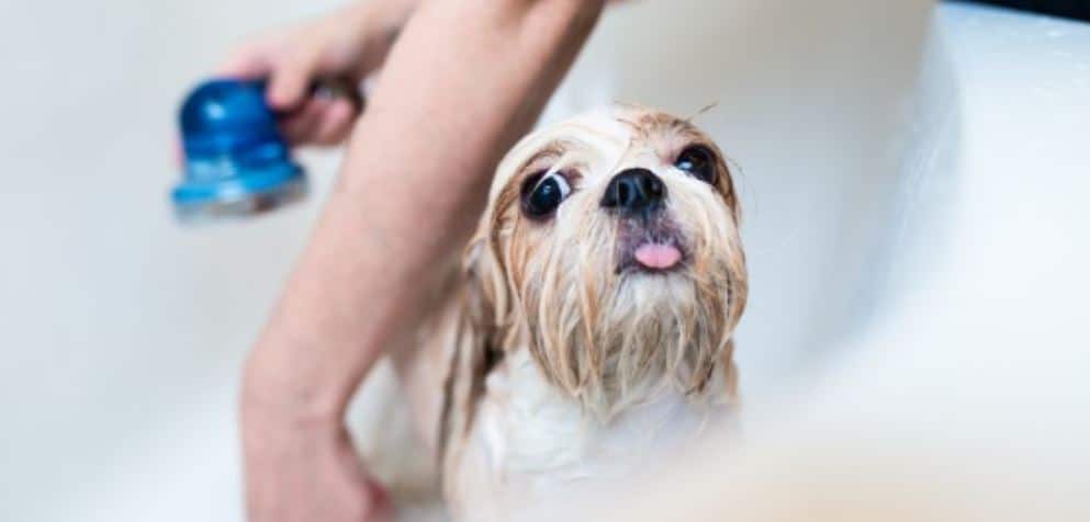 Small dog taking a shower after grooming