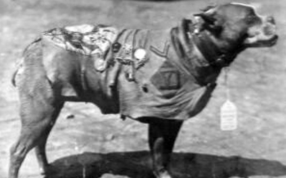 Sgt. Stubby worked in WWII