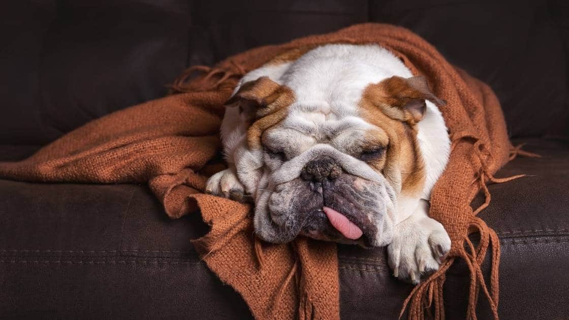 English bulldog sleeping on couch sick