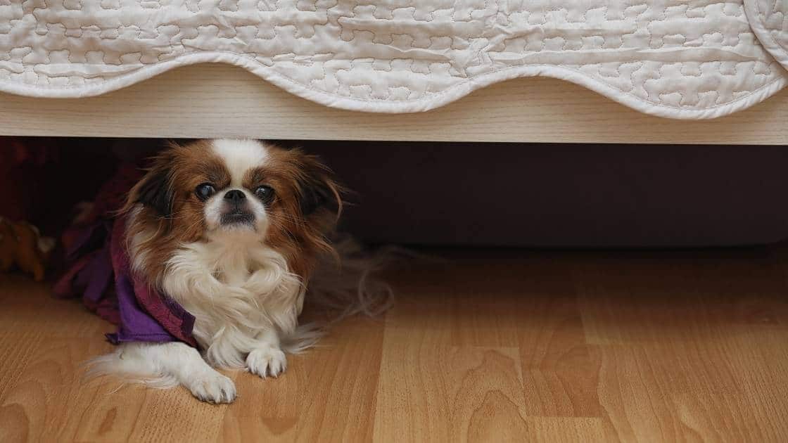 Small brown and white dog cowering under bed