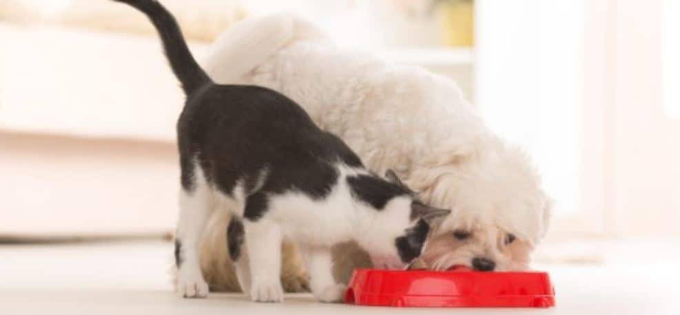 Dog and cat share the food
