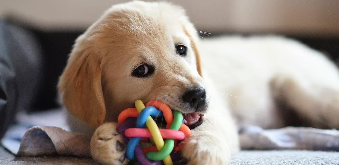 Labrador puppy teething with a dog toy