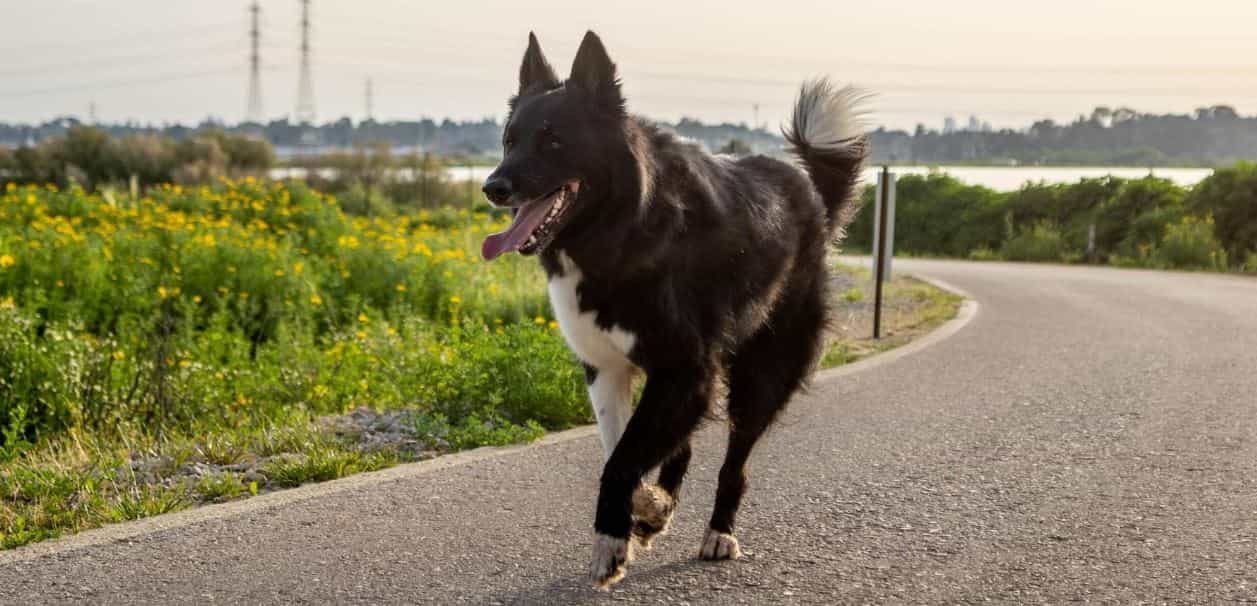 Dog runs on an asphalt road