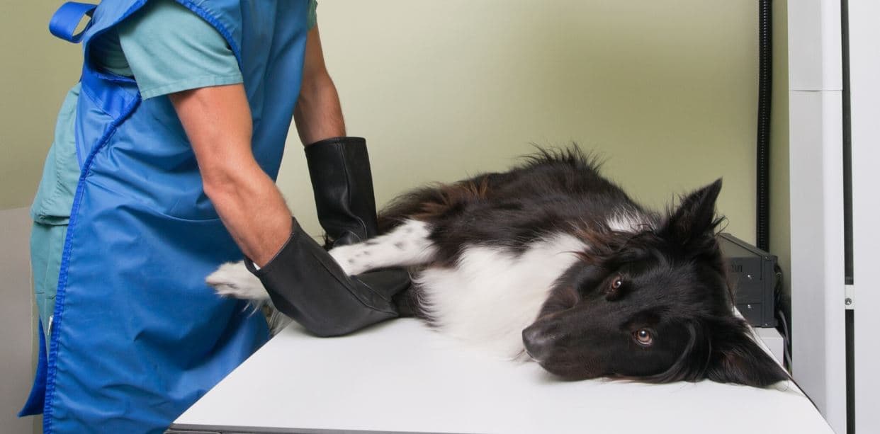 Examination on white and black dog