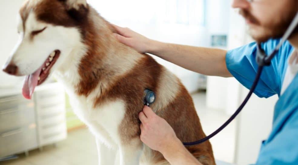 Dog takes health check at clinic