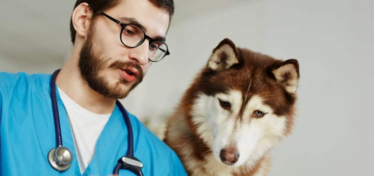 Husky and Vet check his condition together