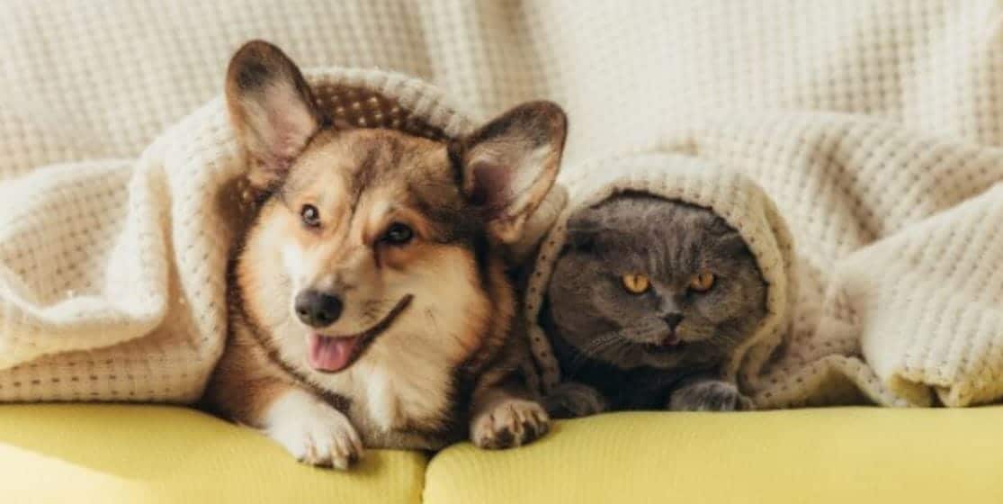 Dog and cat under sofa cover