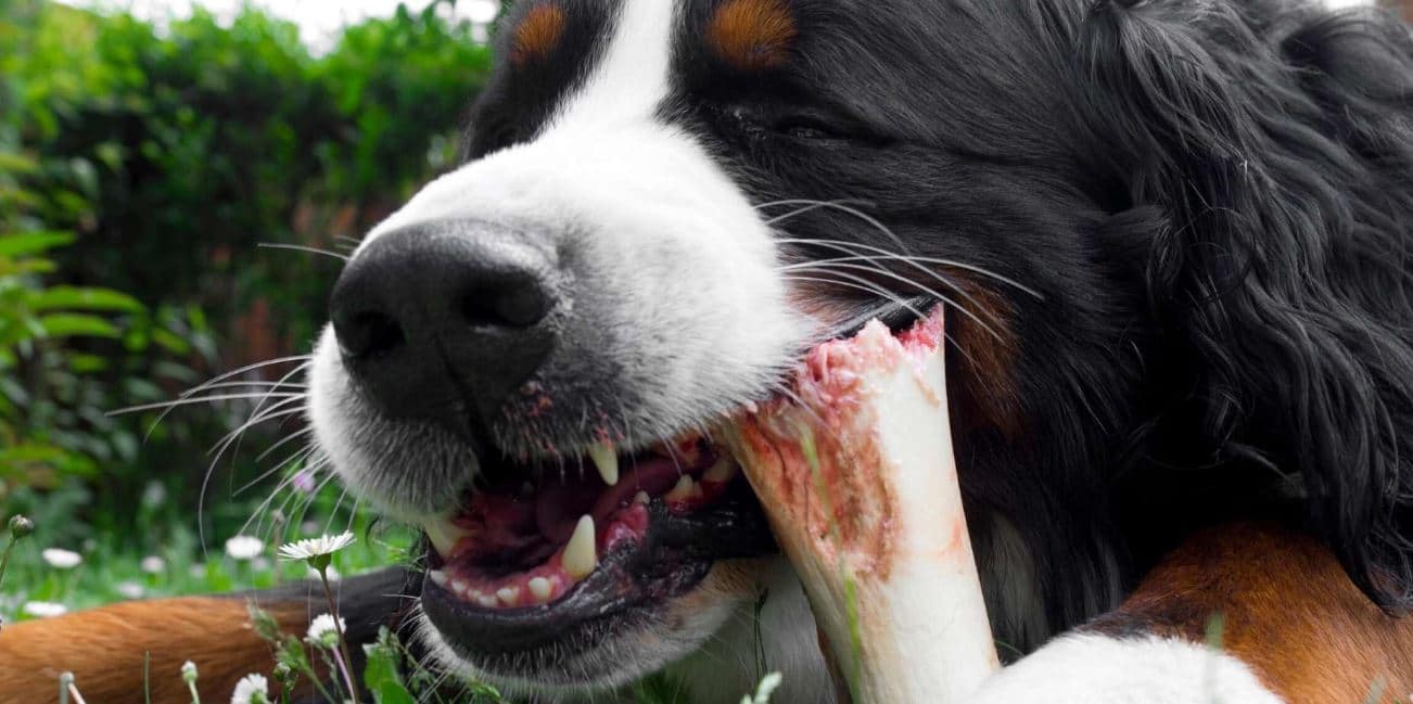 Big dog chewing a bone
