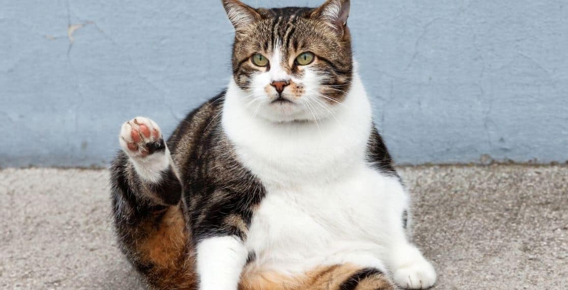 Fat cat lounging