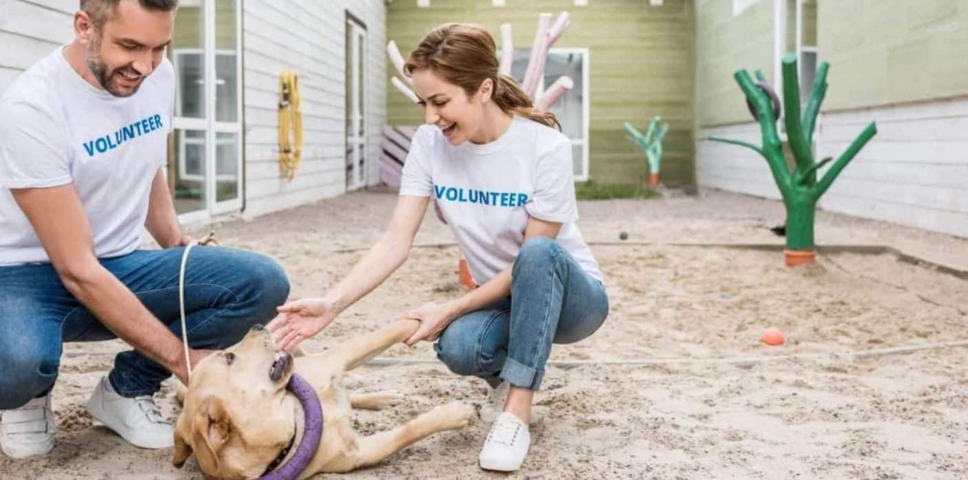 Volunteers at animal shelter for puppy mill dogs