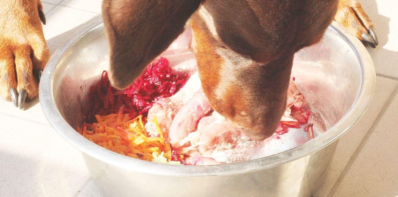Dog feeding in a bowl