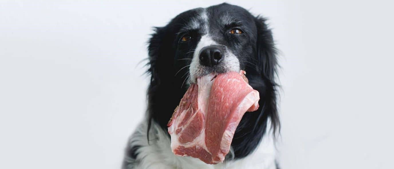 Dog holds row meat in mouth