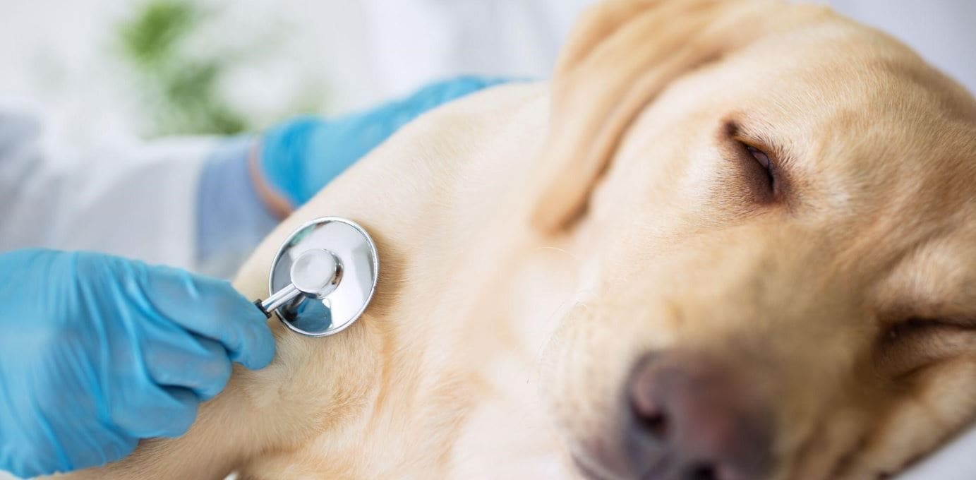 Yellow Labrador at vet clinic