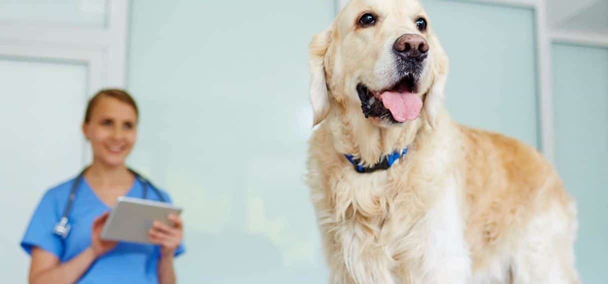 Labrador visits a vet for checkup