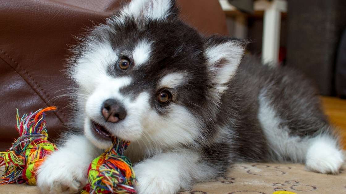 Husky puppy chewing on colored rope toy