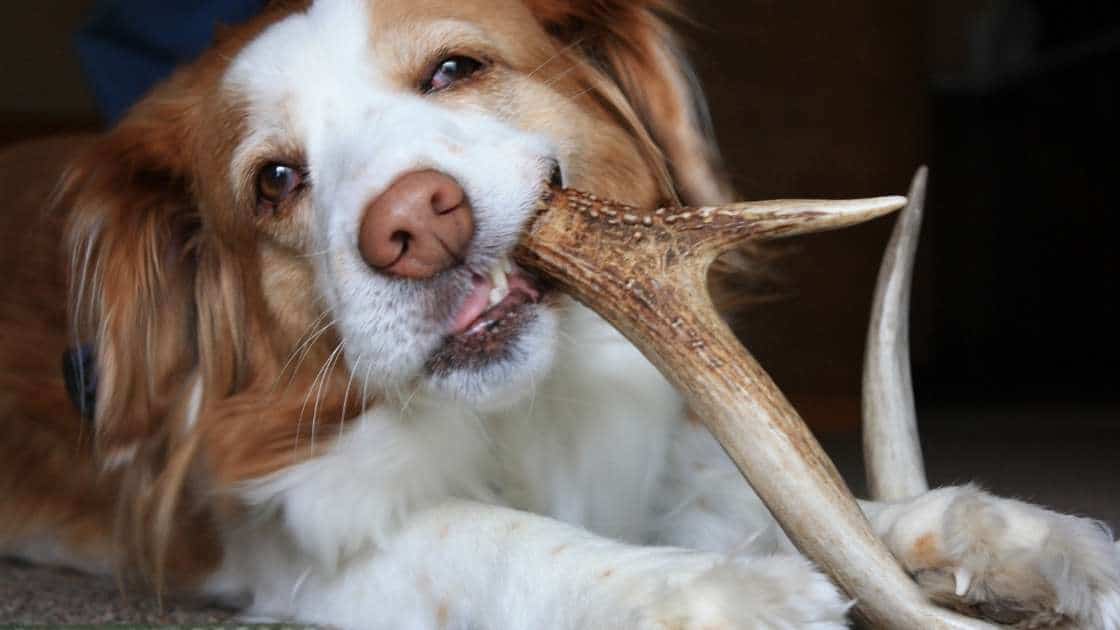 Brown and white dog chewing on antler