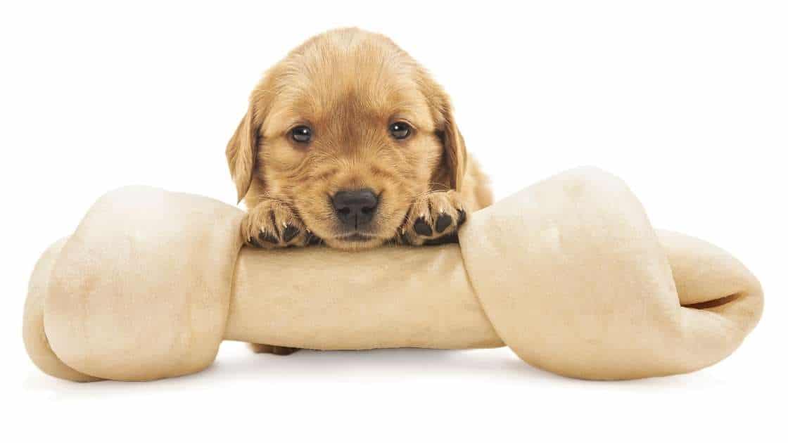 Small puppy with large rawhide bone