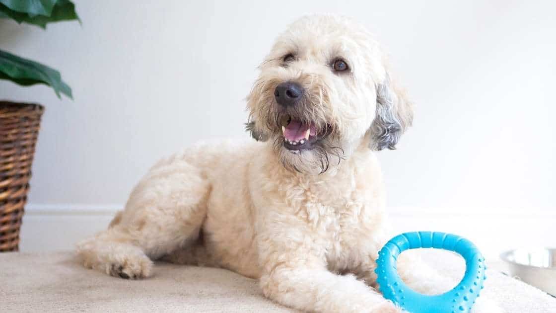 Light colored dog with bright blue chew toy