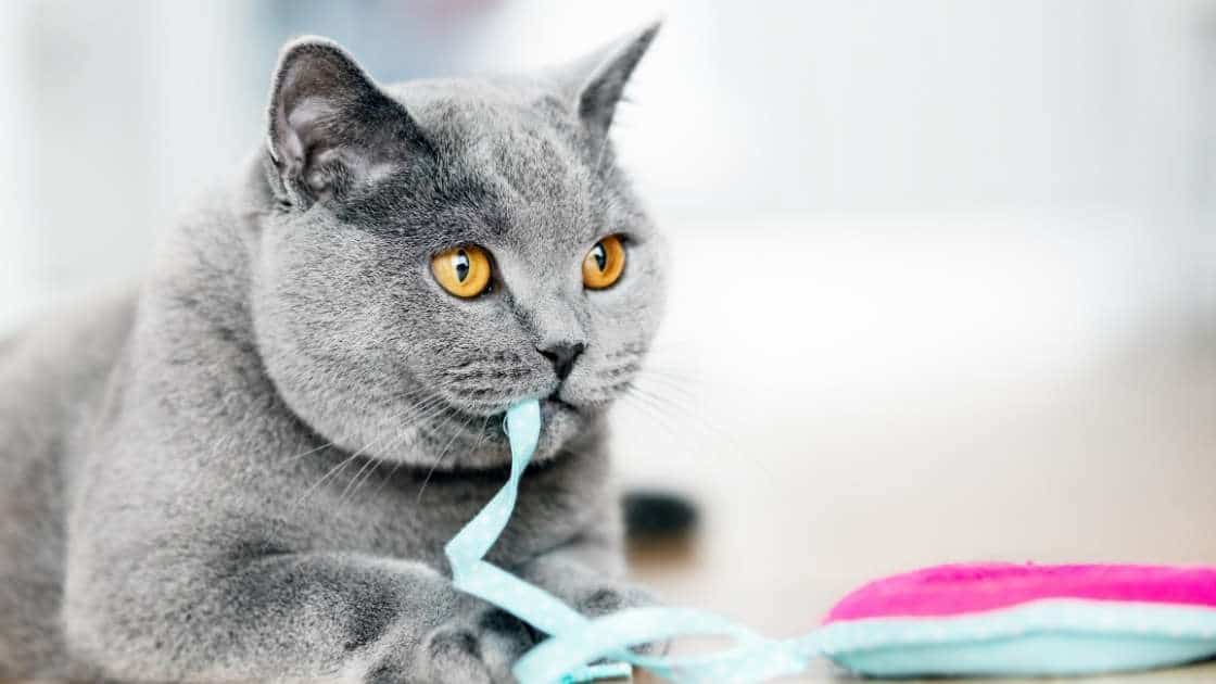 Grey cat chewing on blue string