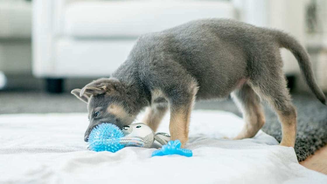 Small puppy teething on blue chew toy