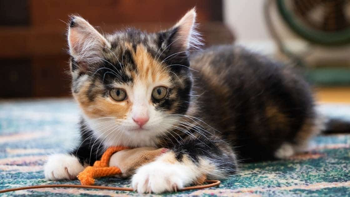 Calico kitten playing with small toy on ground