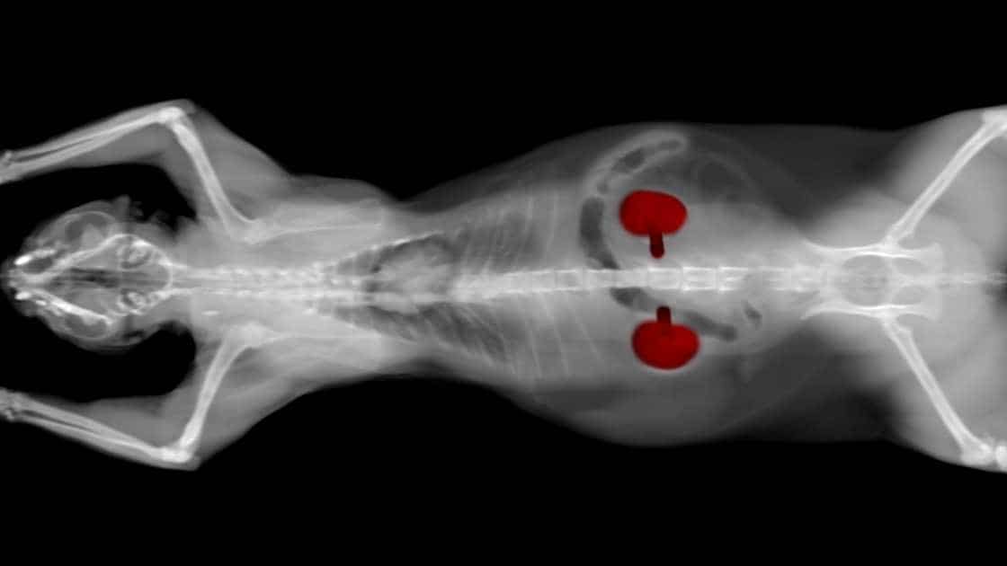 Xray of cat showing its kidneys in red