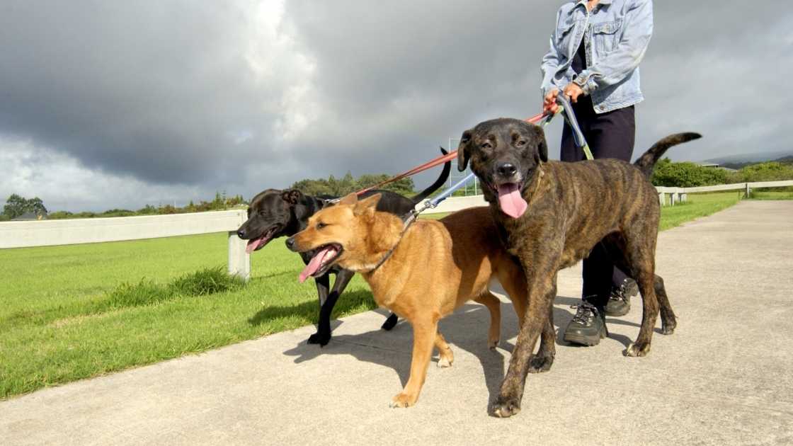Three large dogs being walked outside by owner
