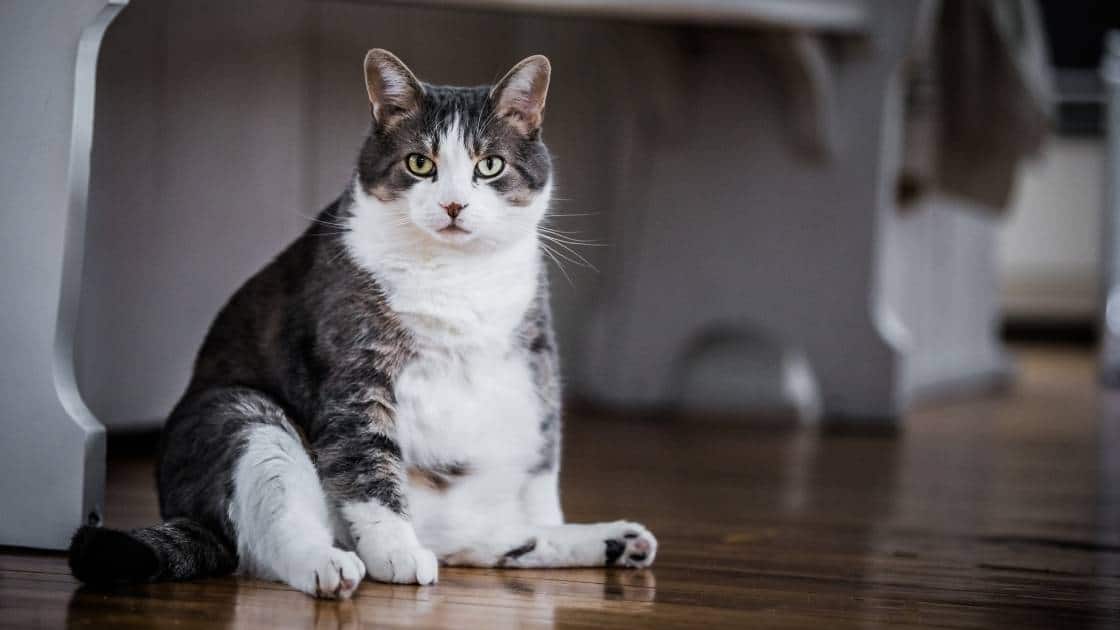 Fat cat sitting on floor