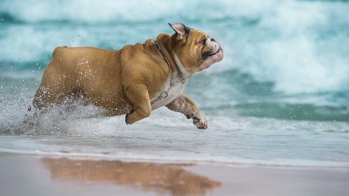 English bulldog running through water
