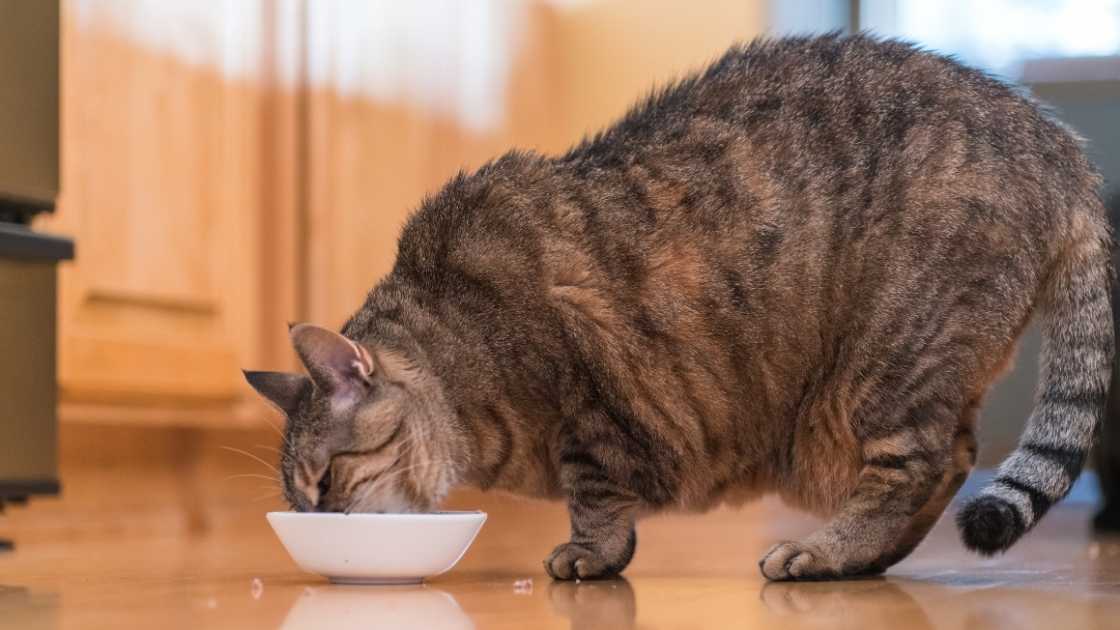 Fat cat eating from white bowl