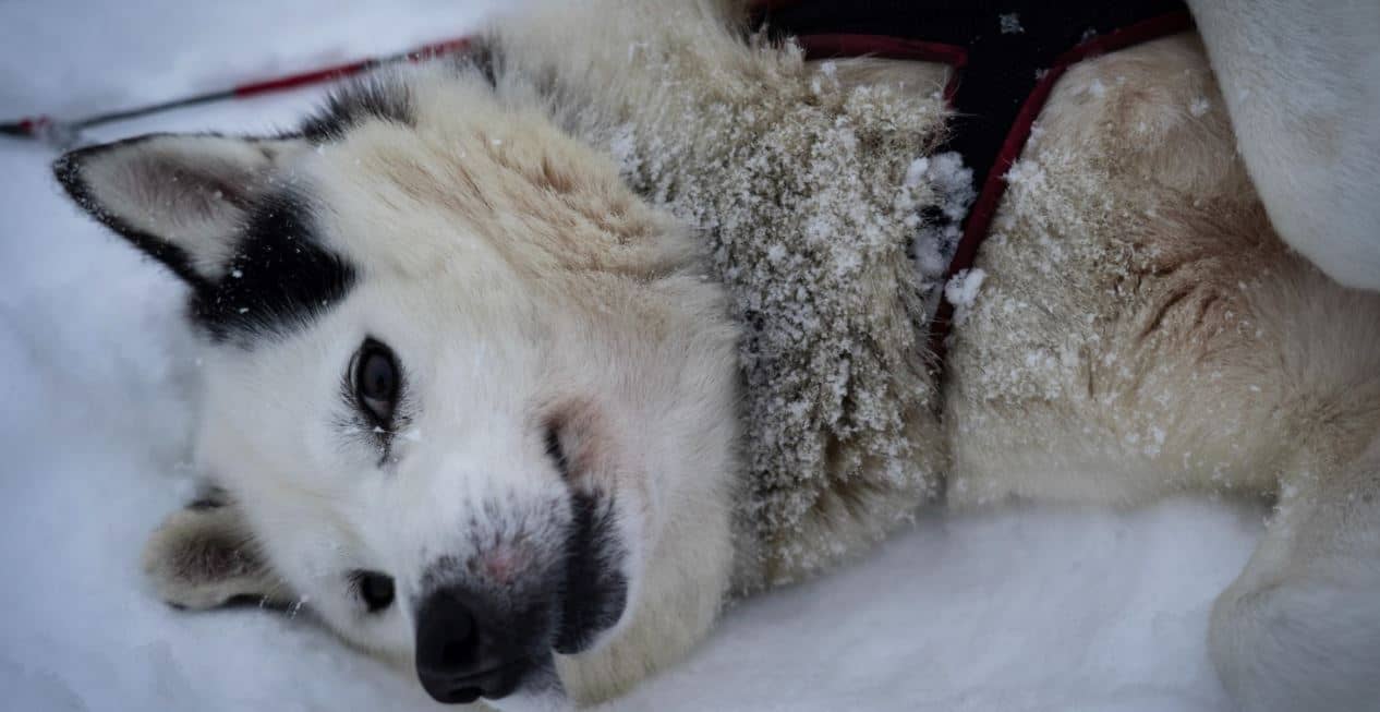 A white dog lies on snow