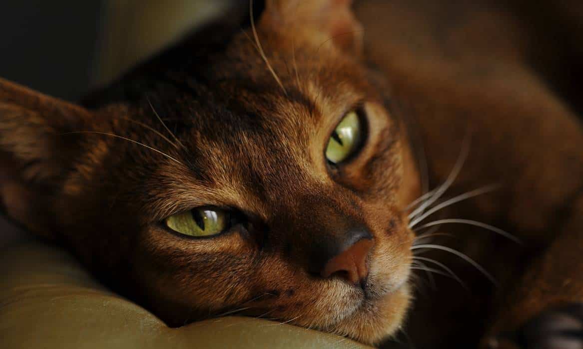 Close up of Abyssinian cat face