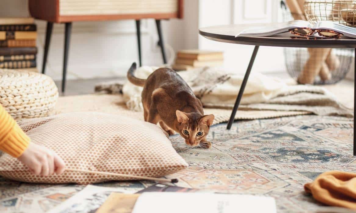 Abyssinian cat playing indoors