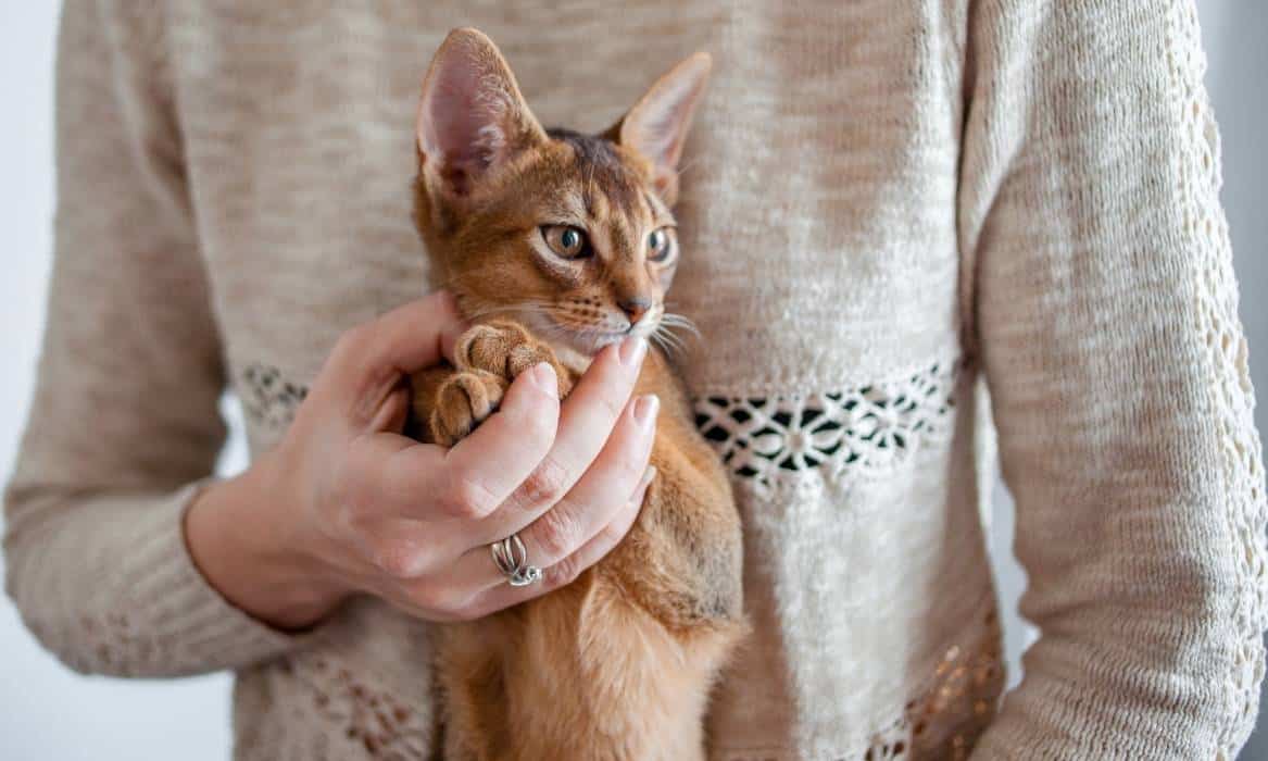 Woman holding Abyssinian cat