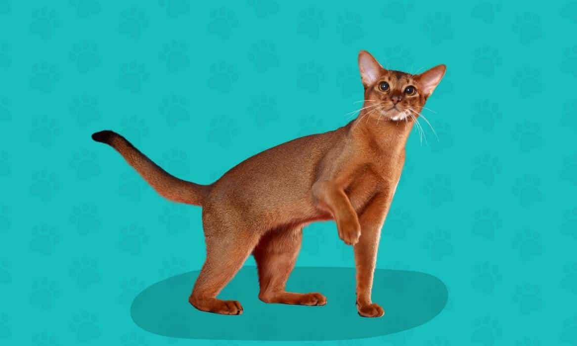 Brown abyssinian cat